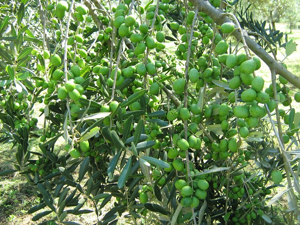 Oliveira após 3 anos, planta oliva 3º ano